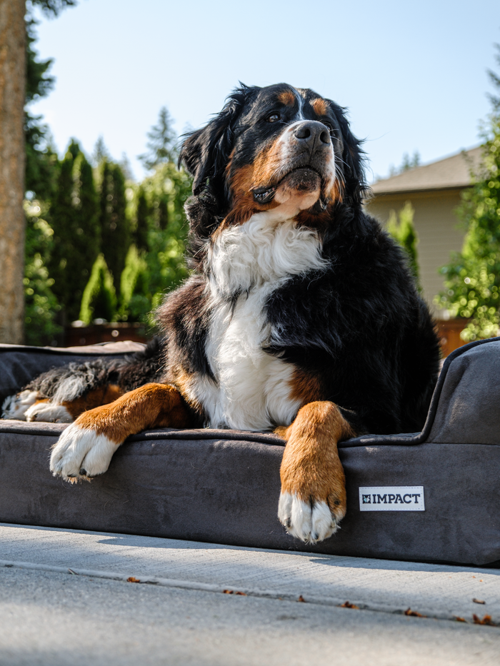 automotive A Bernese Mountain Dog lounges comfortably on a durable outdoor dog bed.
